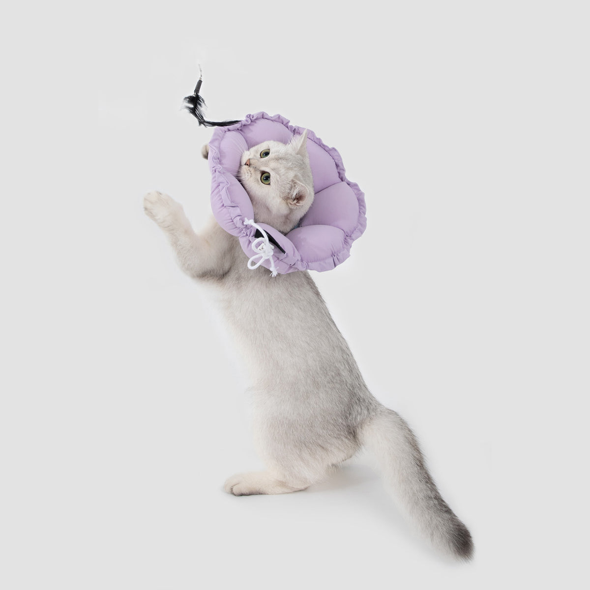 Cat wearing a lightweight adjustable pet recovery collar for supervised recovery