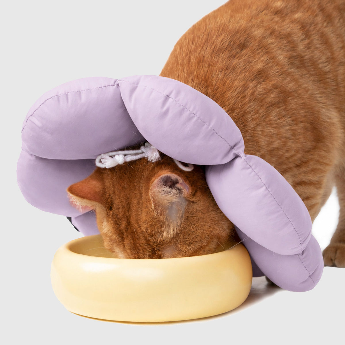 Cat eating comfortably while wearing a soft flower cone for cats