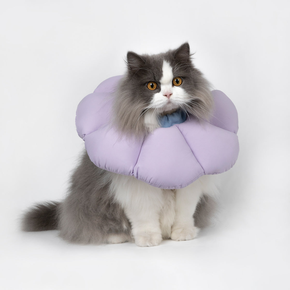 Cat wearing a soft purple flower cone for comfortable supervised recovery