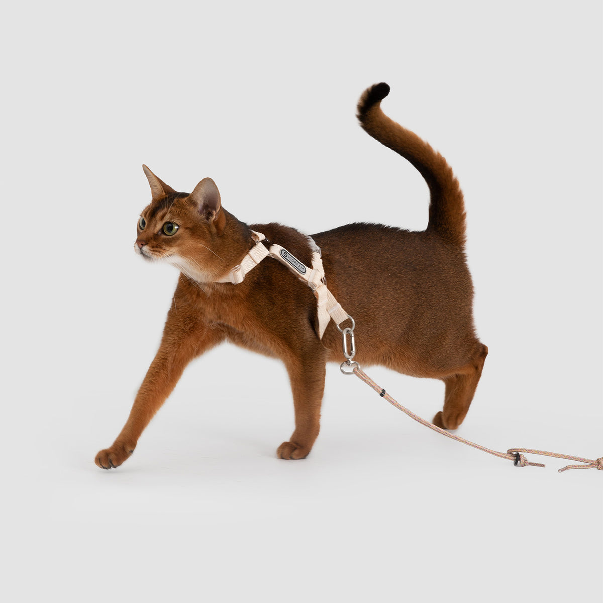 Cat walking in an H style cat harness and leash during supervised outdoor exploration
