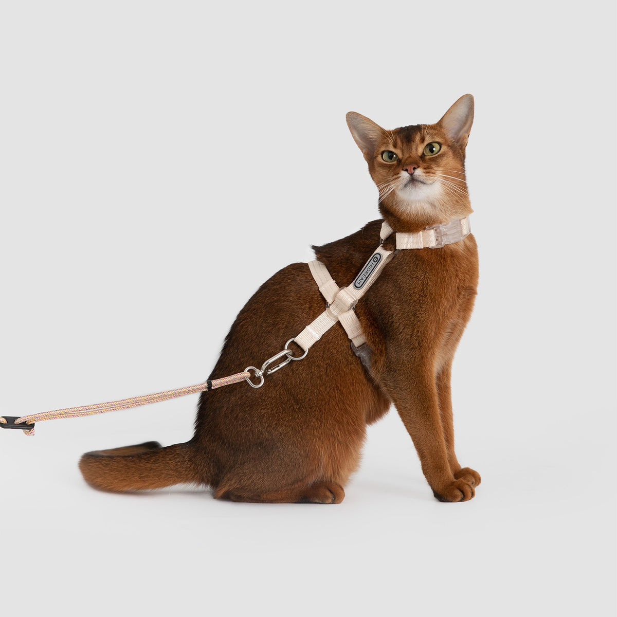 Cat wearing an H style cat harness with adjustable neck and chest straps