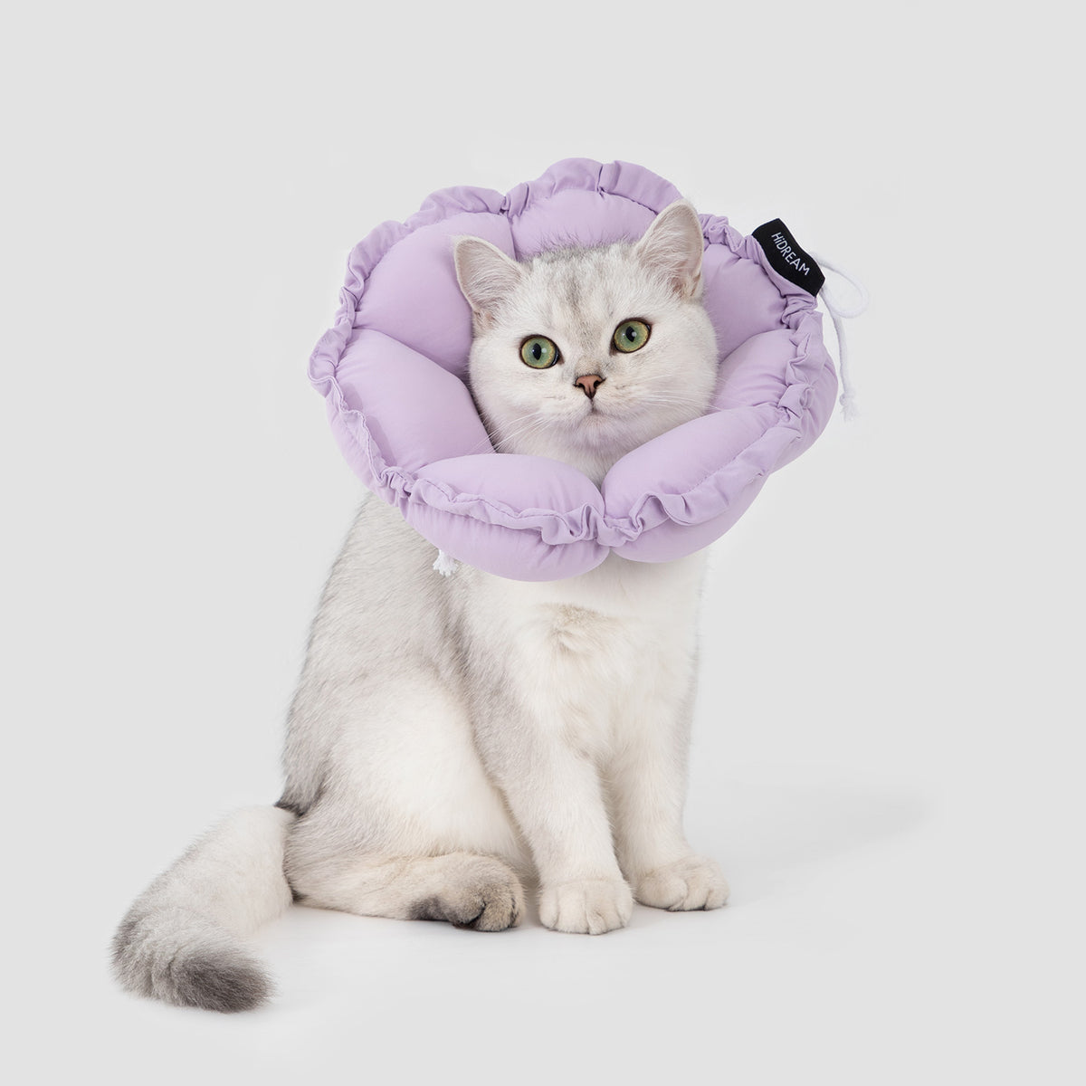 Cat wearing a soft purple pet recovery collar during supervised recovery